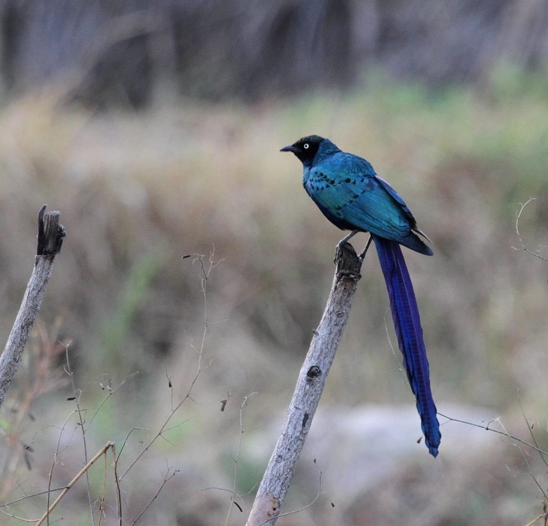 image Long-tailed Glossy Starling